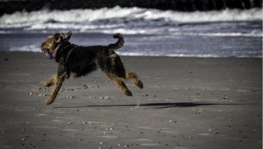 Urlaub mit Hund in Dänemark.