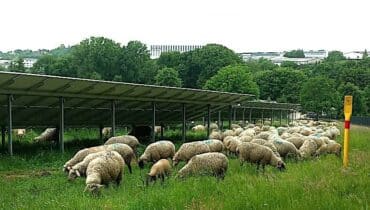 Der Gira Solarpark wird von Schafen gepflegt. (Foto: Gira)